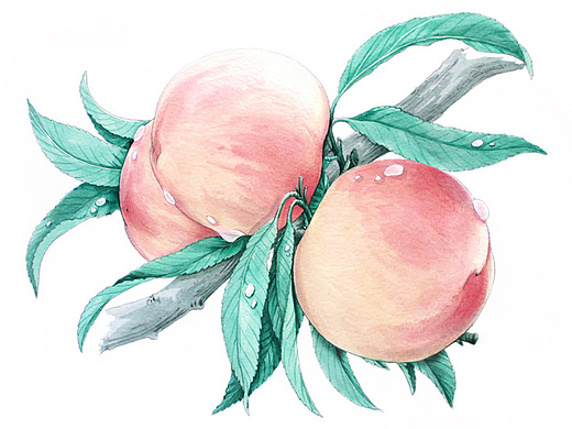 果恋系列-桃子插画-商业插画28326415年前果恋系列-金桔插画-商业插画