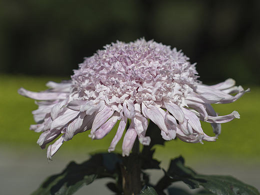 殘菊（個人主頁-ZMTkyODQ4NDg=） - 產品攝影 - 站酷設計師gzhoumg原創(chuàng)素材 - 站酷ZCOOL