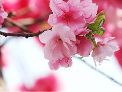 花季，最后