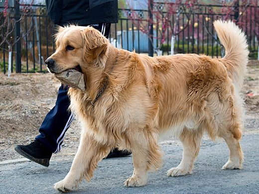 叼着石头的狗（个人主页-ZMzQ4NDkwOTY=） - 宠物摄影 - 站酷设计师姬姬姬守平cool原创素材 - 站酷ZCOOL