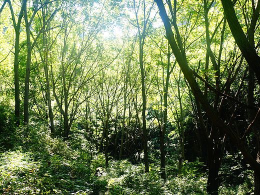 绿（个人主页-ZMTU2MTQxNTY=） - 环境/建筑摄影 - 站酷设计师许柚柚原创素材 - 站酷ZCOOL