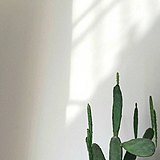 Scheun的头像