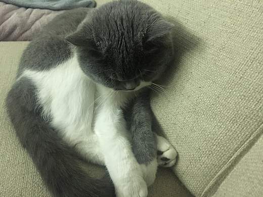 今日猫猫