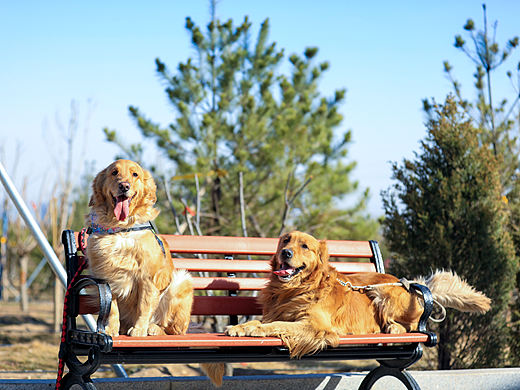 宠物摄影（个人主页-ZNDM3NTM1NDQ=） - 宠物摄影 - 站酷设计师假装有听没有懂原创素材 - 站酷ZCOOL