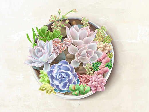 小清新 多肉植物插画