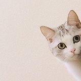 seungccy的头像