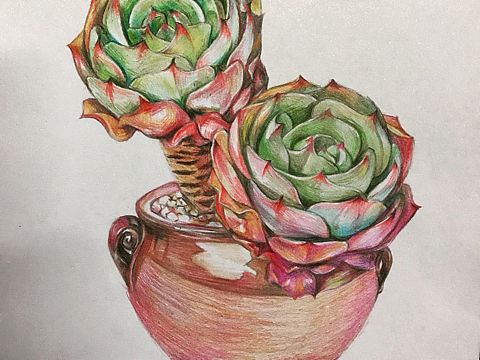 手绘:多肉彩铅临摹