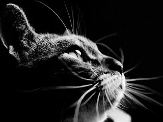 动物摄影：咱家的表情帝——猫咪秀