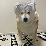 Joey_zzy的头像
