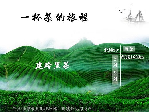 黑茶