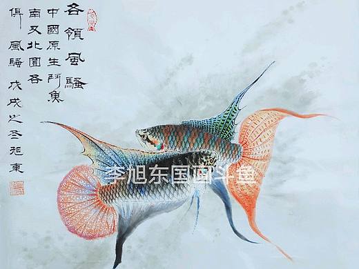 国画斗鱼《各领风骚》