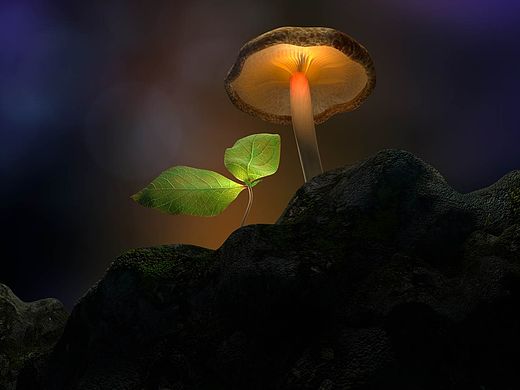 蘑菇