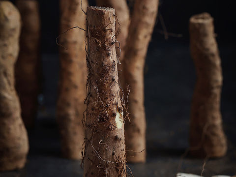 山藥（個人主頁-ZNDA0MjE5NTI=） - 產(chǎn)品攝影 - 站酷設(shè)計師葉瑜晗原創(chuàng)素材 - 站酷ZCOOL