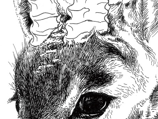 藏羚羊——中性笔速写