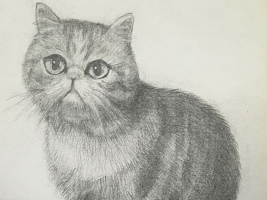 貓-鉛筆畫(huà)【第二彈】（個(gè)人主頁(yè)-ZMTM3NTY3MzY=） - 繪畫(huà) - 站酷設(shè)計(jì)師Jes琪原創(chuàng)素材 - 站酷ZCOOL