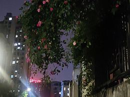 让五月的风把我吹进你的心里