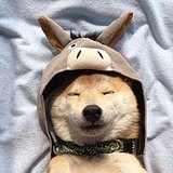 在长沙的哆哆的头像