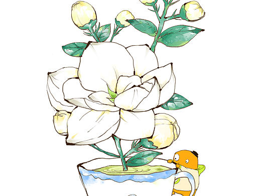 花茶包装插画