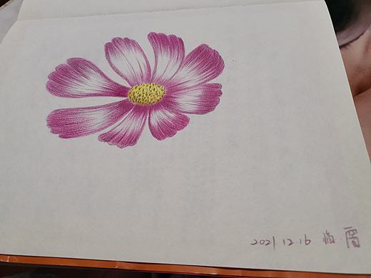 临摹一一格桑花