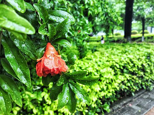石榴雨
