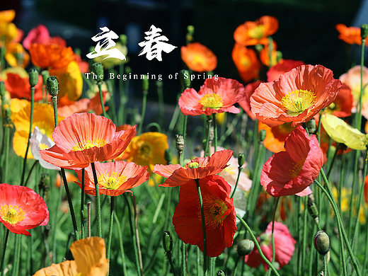 一年又一年，我拍下了春夏秋冬二十四节气