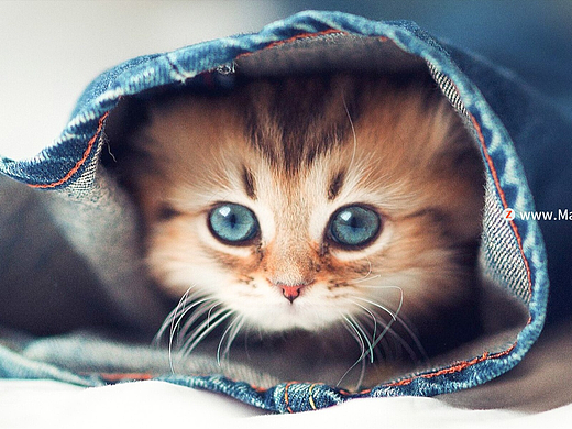 宠物摄影奶油色lr预设