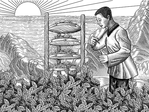 制茶包装插画 | 版画