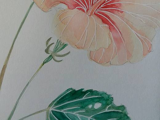 臨摹花卉（個(gè)人主頁-ZMTgyMDM4NDA=） - 創(chuàng)作習(xí)作 - 站酷設(shè)計(jì)師萌萌細(xì)雨原創(chuàng)素材 - 站酷ZCOOL