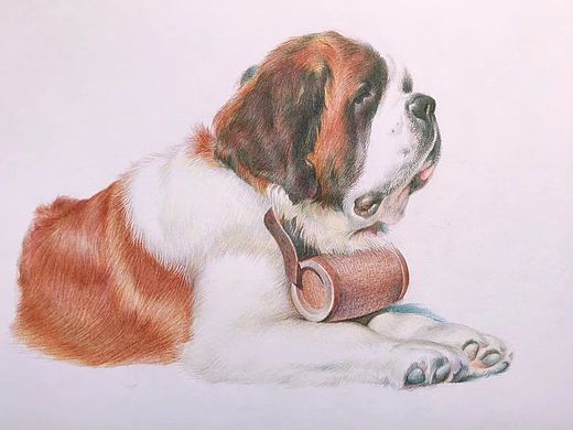 彩鉛動(dòng)物（個(gè)人主頁(yè)-ZNTMyODgyMDQ=） - 繪畫(huà) - 站酷設(shè)計(jì)師笑笑彩鉛原創(chuàng)素材 - 站酷ZCOOL