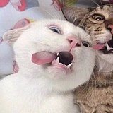 Jujo的头像
