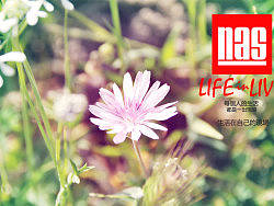 人人小站&nbsp;Life&nbsp;in&nbsp;Live&nbsp;壁紙