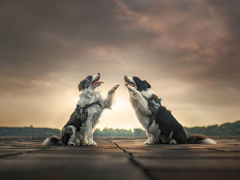 擊掌（個(gè)人主頁-ZMzgzNjEwMTY=） - 寵物攝影 - 站酷設(shè)計(jì)師寵物攝影師狗哥原創(chuàng)素材 - 站酷ZCOOL