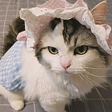 五只猫的头像