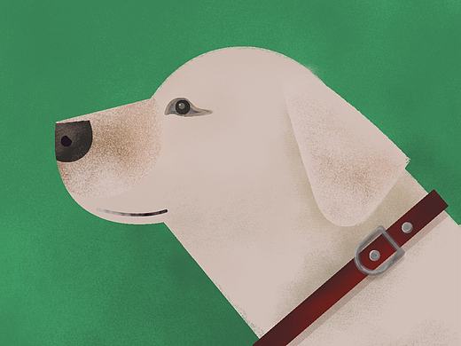 lovely dog