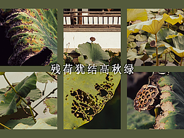 残荷摄影