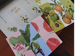 之前给中央电视台画的图书《种子 种子》出版