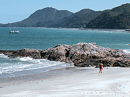 海边鸭！