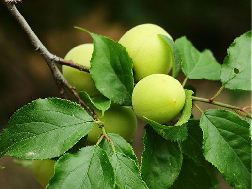 青梅种植园 农村基地图片拍摄 青梅树 青梅梅子采摘