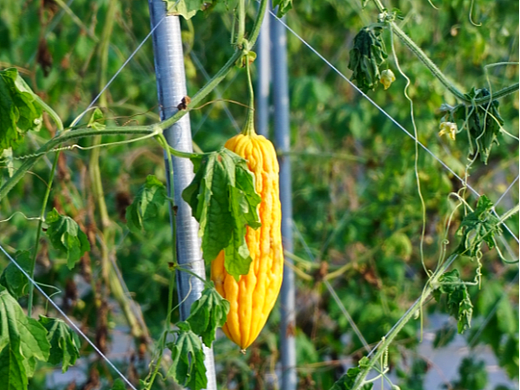 秋色苦瓜（個人主頁-ZNjE1NzI5MTY=） - 風(fēng)光攝影 - 站酷設(shè)計師瓊卉原創(chuàng)素材 - 站酷ZCOOL