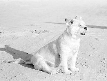 旅 涂 | 摄影 | ZBW | 小狗