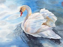 水彩白天鵝