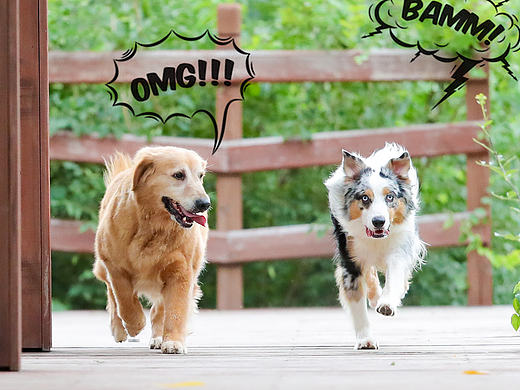 金毛丫头的一次比赛 宠物摄影spyzoo