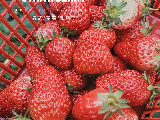 草莓🍓