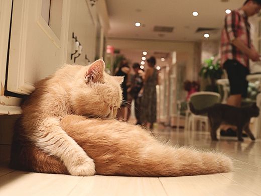 【偉大的】貓（個(gè)人主頁(yè)-ZMTI0NzA4MDA=） - 寵物攝影 - 站酷設(shè)計(jì)師偉大的攝影師原創(chuàng)素材 - 站酷ZCOOL