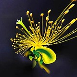 五月花H的头像