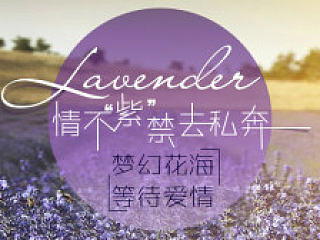 薰衣草专题页banner