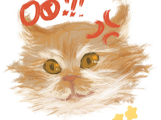 叫做橙皮的猫