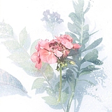 Cartes_f的头像