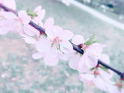 手机拍摄风景（个人主页-ZMjIwNTAxNDA=） - 风光摄影 - 站酷设计师Joli若利原创素材 - 站酷ZCOOL