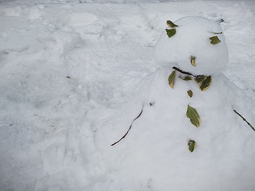 金边大叶黄杨の雪人